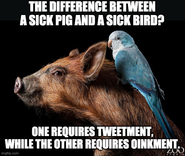 Sick | THE DIFFERENCE BETWEEN A SICK PIG AND A SICK BIRD? ONE REQUIRES TWEETMENT, WHILE THE OTHER REQUIRES OINKMENT. | image tagged in bad pun | made w/ Imgflip meme maker