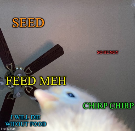 Seed | SEED; SO HUNGY; FEED MEH; CHIRP CHIRP; I WILL DIE WIFOUT FOOD | image tagged in doge birb,food | made w/ Imgflip meme maker