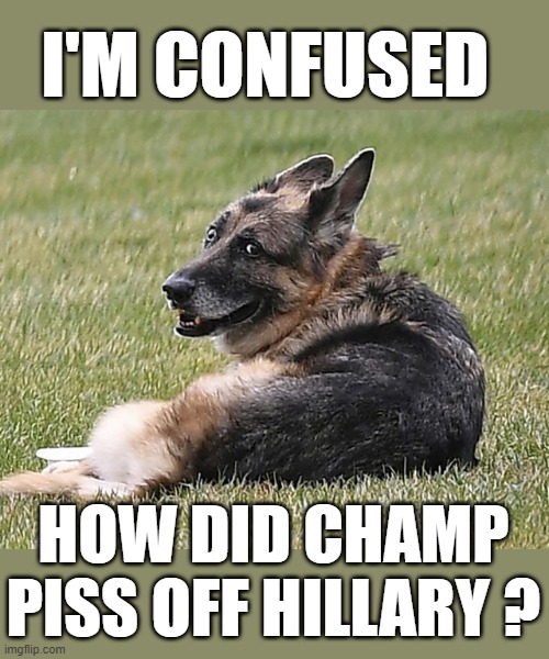 yep | I'M CONFUSED; HOW DID CHAMP PISS OFF HILLARY ? | image tagged in poor champ,democrats,hillary hit squad | made w/ Imgflip meme maker