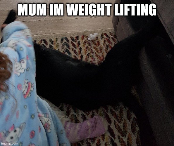 MUM IM WEIGHT LIFTING | image tagged in dogs,weight | made w/ Imgflip meme maker