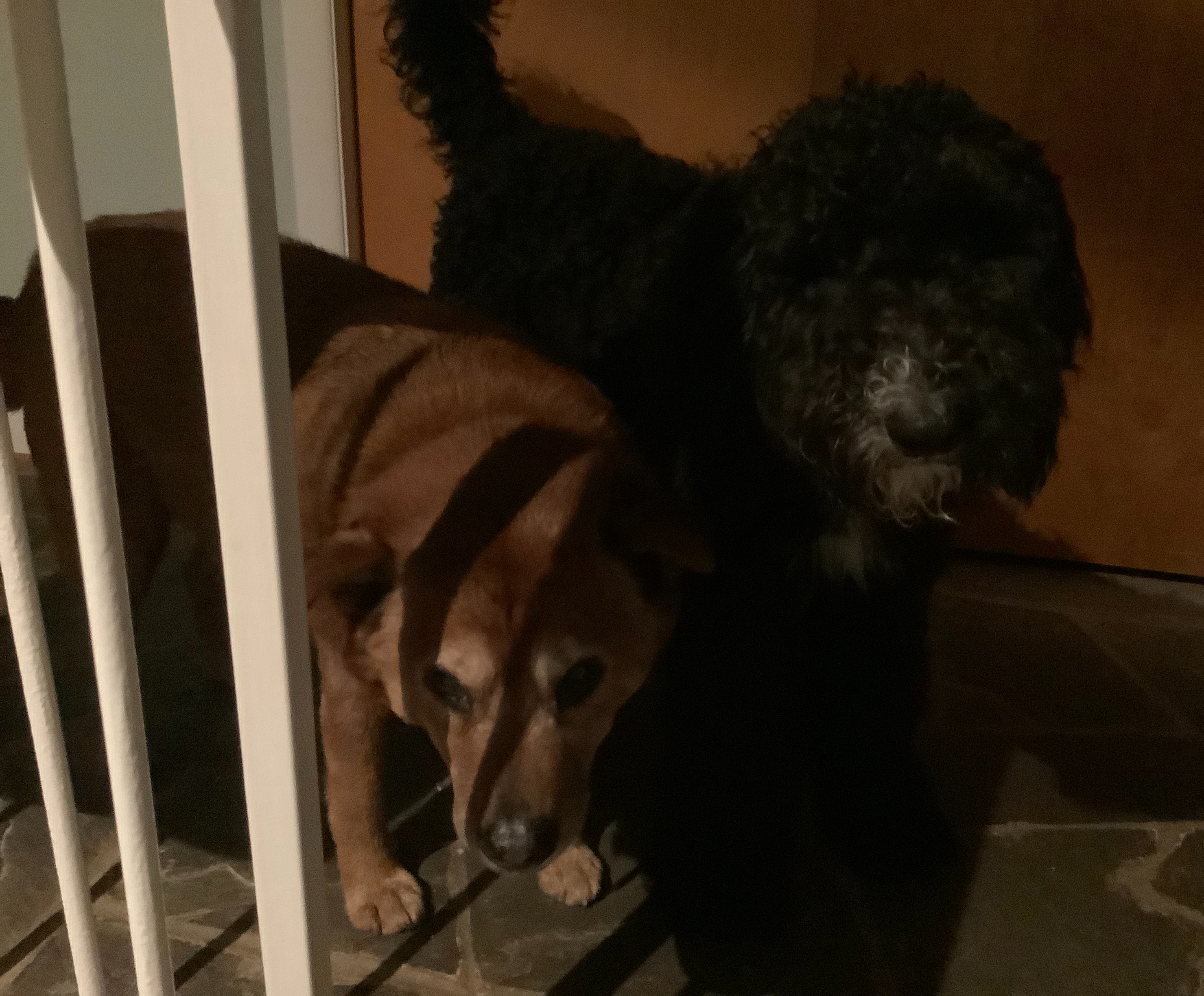 2 dogs | image tagged in dogs,darmug | made w/ Imgflip meme maker