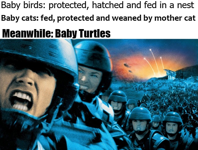 Baby birds: protected, hatched and fed in a nest; Baby cats: fed, protected and weaned by mother cat; Meanwhile: Baby Turtles | image tagged in turtles | made w/ Imgflip meme maker