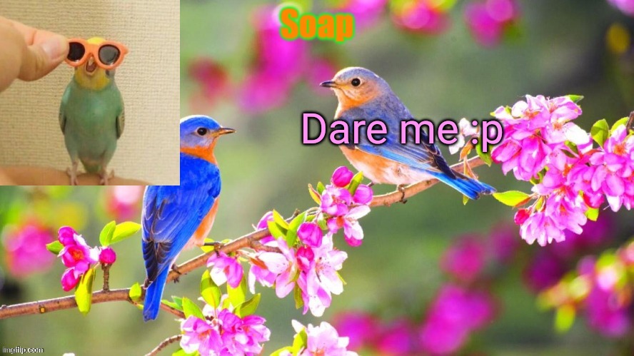 Soap bird tempo | Dare me :p | image tagged in soap bird tempo ty yachi | made w/ Imgflip meme maker