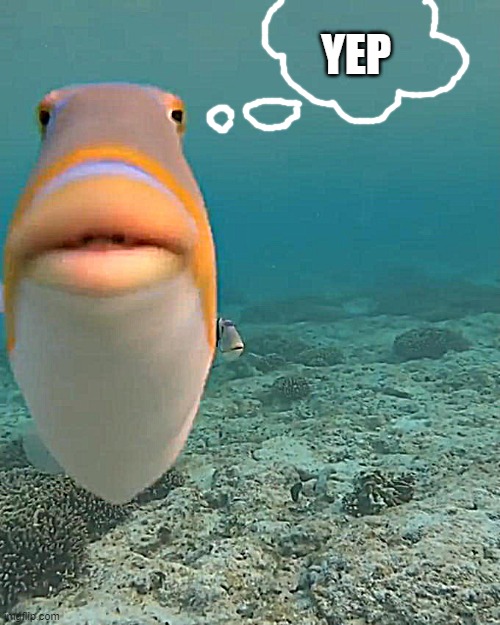 staring fish | YEP | image tagged in staring fish | made w/ Imgflip meme maker