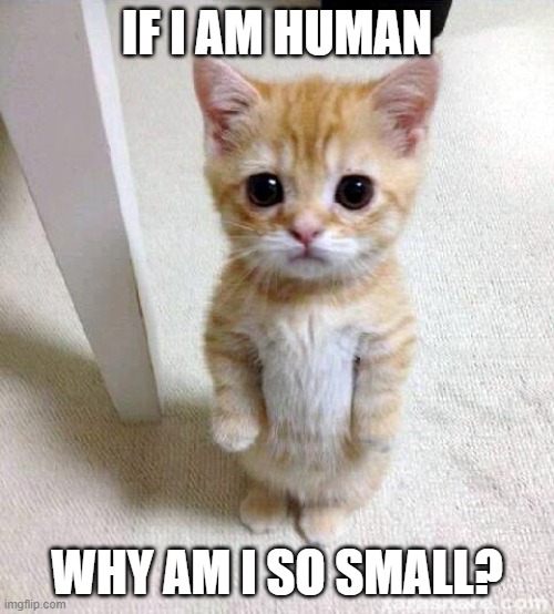 Kitten, is totally not human |  IF I AM HUMAN; WHY AM I SO SMALL? | image tagged in memes,cute cat | made w/ Imgflip meme maker