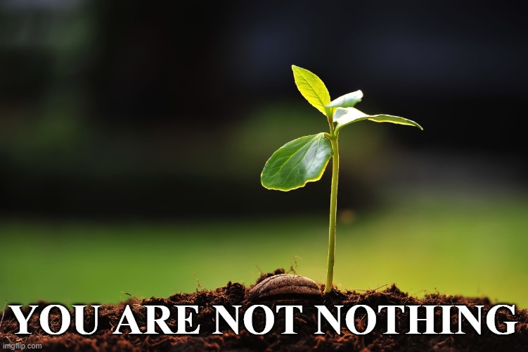 Seedling, 2016 | YOU ARE NOT NOTHING | image tagged in wholesome,encouragement | made w/ Imgflip meme maker