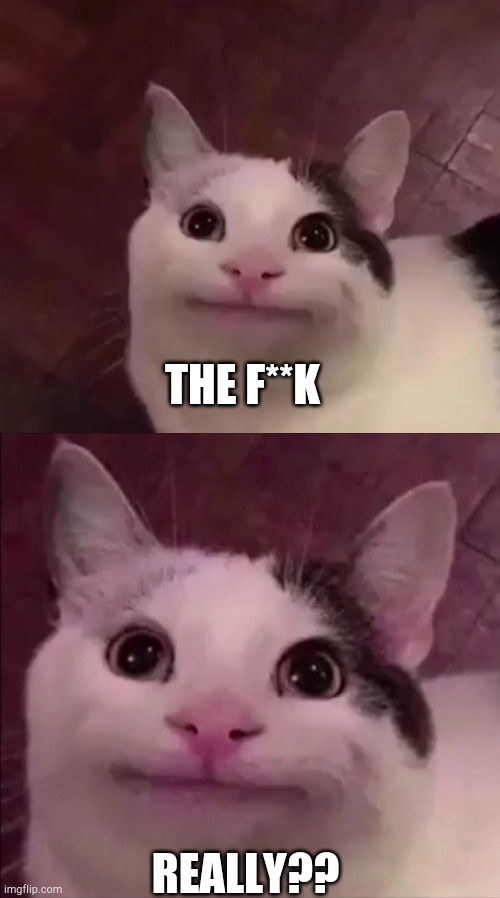 THE F**K REALLY?? | image tagged in awkward cat,awkward smile cat | made w/ Imgflip meme maker
