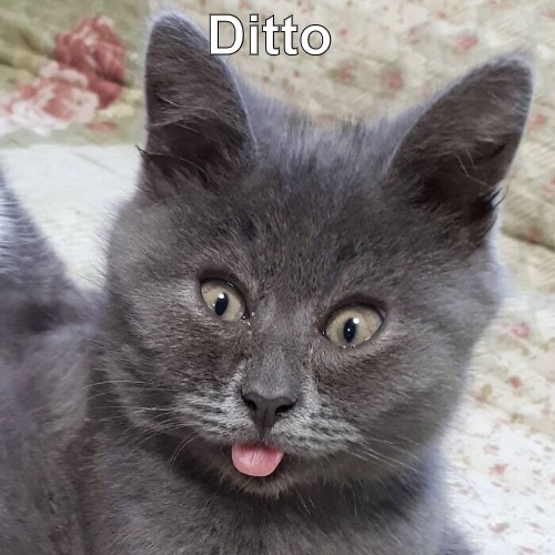 Ditto | made w/ Imgflip meme maker