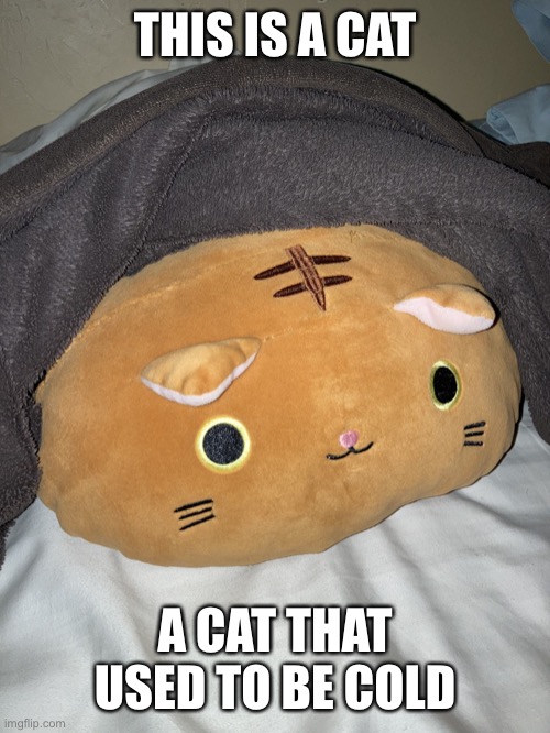 Cat in a blanket | THIS IS A CAT; A CAT THAT USED TO BE COLD | image tagged in meow | made w/ Imgflip meme maker