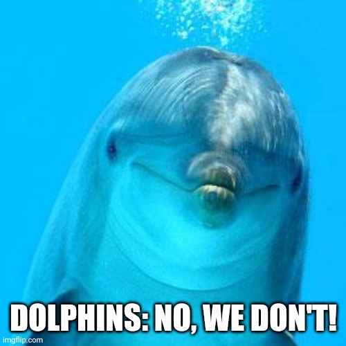 dolphin don't play games | DOLPHINS: NO, WE DON'T! | image tagged in dolphin don't play games | made w/ Imgflip meme maker
