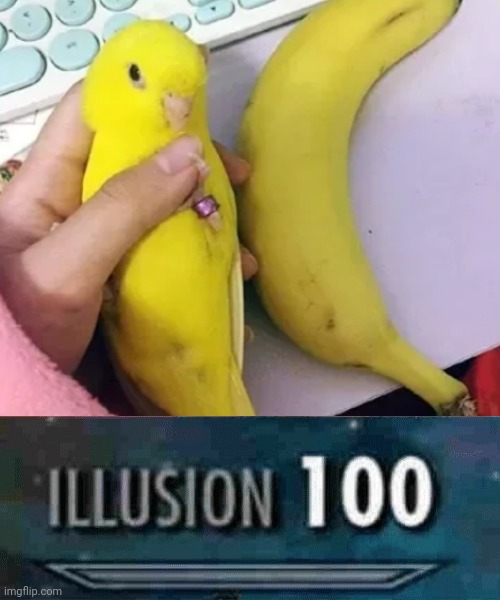 Banana bird | image tagged in illusion 100,funny,memes,parrot,banana,birb | made w/ Imgflip meme maker