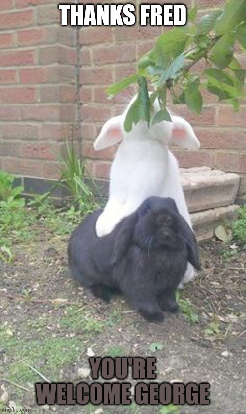 TEAMWORK | THANKS FRED; YOU'RE WELCOME GEORGE | image tagged in bunnies,rabbits,bunny | made w/ Imgflip meme maker