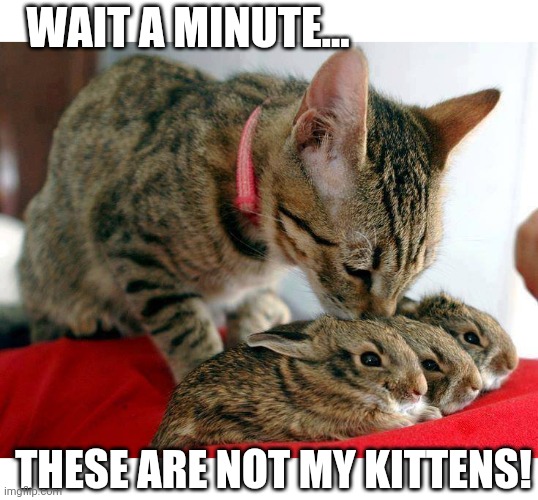 ADOPT SOME BUNNIES | WAIT A MINUTE... THESE ARE NOT MY KITTENS! | image tagged in cats,funny cats,bunnies | made w/ Imgflip meme maker
