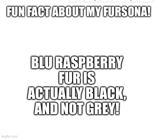 Yeah, not grey | BLU RASPBERRY FUR IS ACTUALLY BLACK, AND NOT GREY! | image tagged in fun fact about my fursona | made w/ Imgflip meme maker