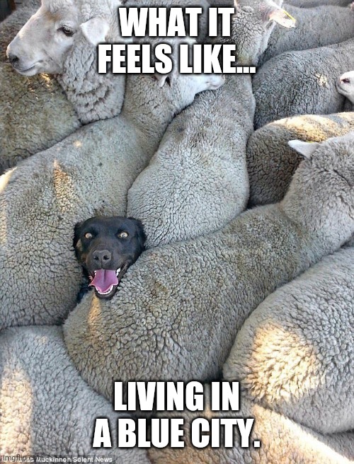 There's a lot of sheep in Denver. | WHAT IT FEELS LIKE... LIVING IN A BLUE CITY. | image tagged in memes | made w/ Imgflip meme maker