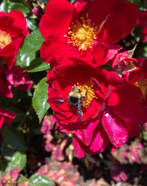Bumblebee on a rose | image tagged in bumblebee,rose,photos | made w/ Imgflip meme maker