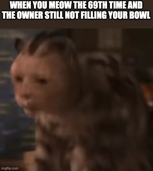 stunned cat |  WHEN YOU MEOW THE 69TH TIME AND THE OWNER STILL NOT FILLING YOUR BOWL | image tagged in stunned cat,memes,cat,69 | made w/ Imgflip meme maker