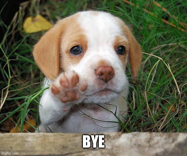 dog puppy bye | BYE | image tagged in dog puppy bye | made w/ Imgflip meme maker