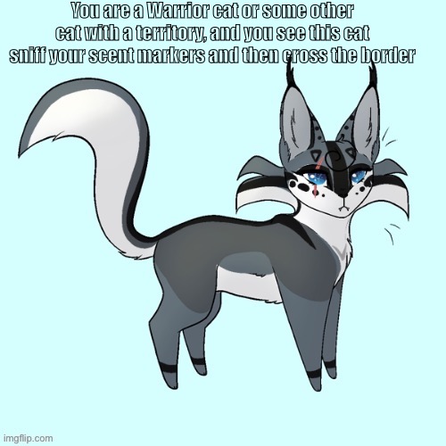 She clearly knows what she is doing | You are a Warrior cat or some other cat with a territory, and you see this cat sniff your scent markers and then cross the border | made w/ Imgflip meme maker