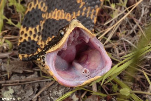 Gigajaw, eater of rodents and scariest of cobers | made w/ Imgflip meme maker