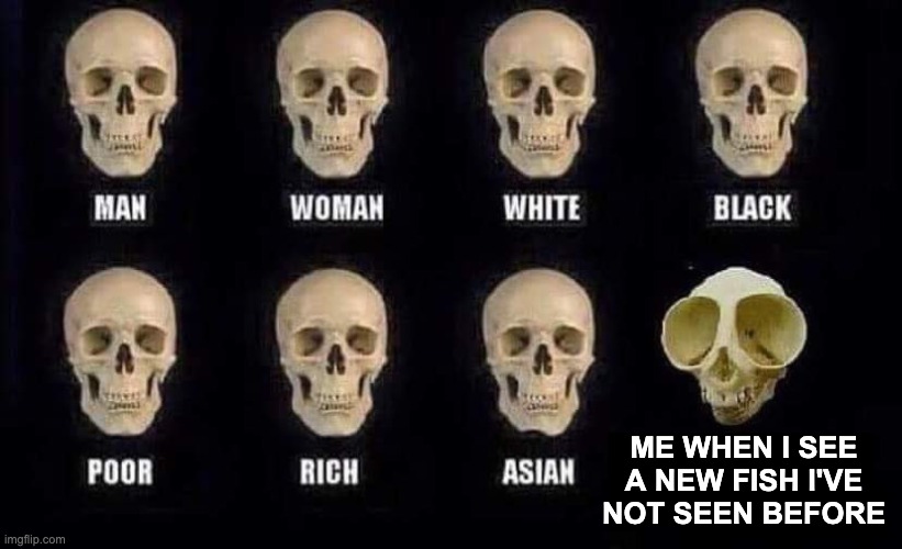 Me when I see a new fish I've not seen before. | ME WHEN I SEE A NEW FISH I'VE NOT SEEN BEFORE | image tagged in fish | made w/ Imgflip meme maker