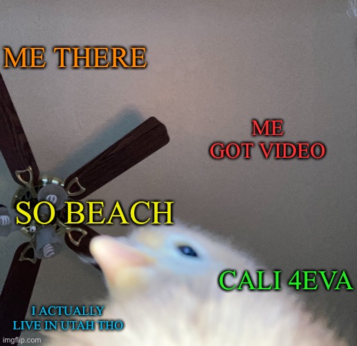 Doge birb | ME THERE ME GOT VIDEO SO BEACH CALI 4EVA I ACTUALLY LIVE IN UTAH THO | image tagged in doge birb | made w/ Imgflip meme maker