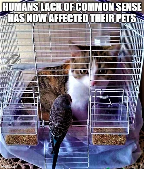 cat in bird cage |  HUMANS LACK OF COMMON SENSE
HAS NOW AFFECTED THEIR PETS | image tagged in animal memes,funny animal meme,funny cats,pets,common sense,humans | made w/ Imgflip meme maker