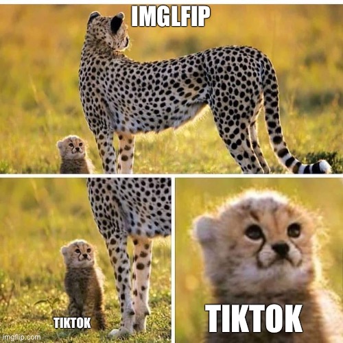 Cheetah Mom with Scared Cub | IMGLFIP; TIKTOK; TIKTOK | image tagged in cheetah mom with scared cub | made w/ Imgflip meme maker