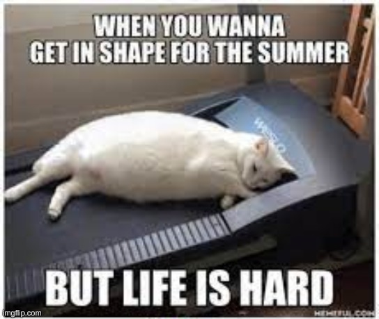 Lots of people experience this, I know I have!! | image tagged in cat,workout | made w/ Imgflip meme maker
