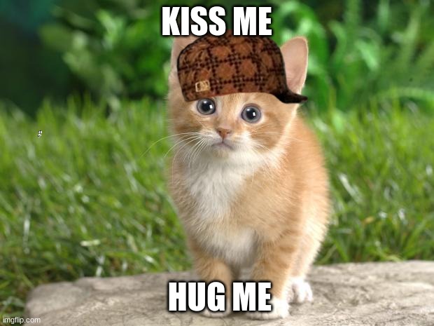 Cute cats | KISS ME; HUG ME | image tagged in cute cats | made w/ Imgflip meme maker