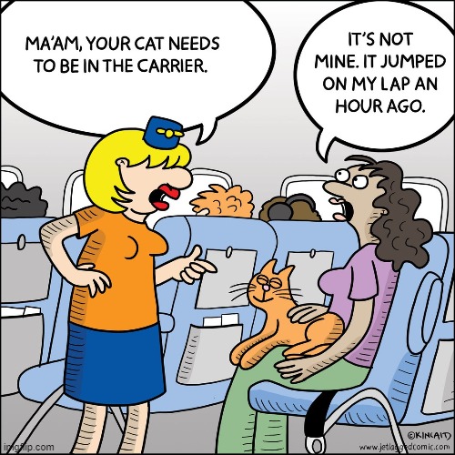 Did Someone Loose Something? | image tagged in memes,comics,airplane,lady yelling at cat,jump,passenger | made w/ Imgflip meme maker