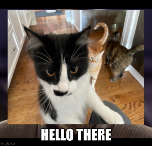 Why hello there | HELLO THERE | image tagged in funny cats | made w/ Imgflip meme maker
