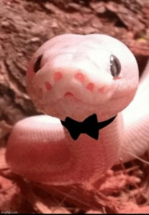 fancy noodle | made w/ Imgflip meme maker