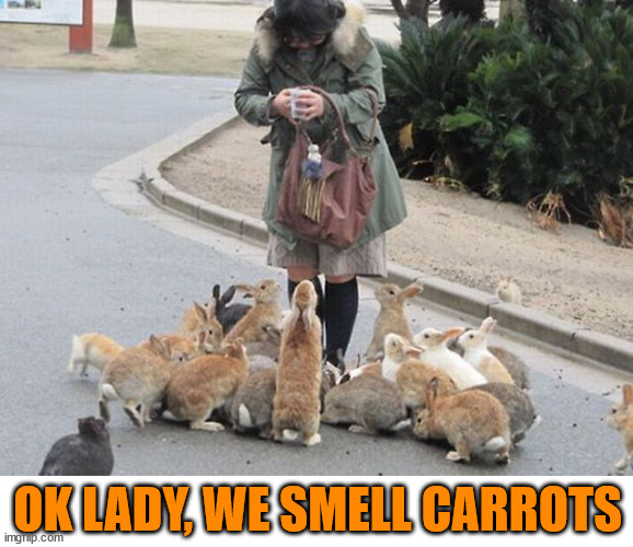 OK LADY, WE SMELL CARROTS | image tagged in bunnies | made w/ Imgflip meme maker