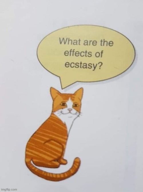 Well for starters, cats can bloody talk | made w/ Imgflip meme maker