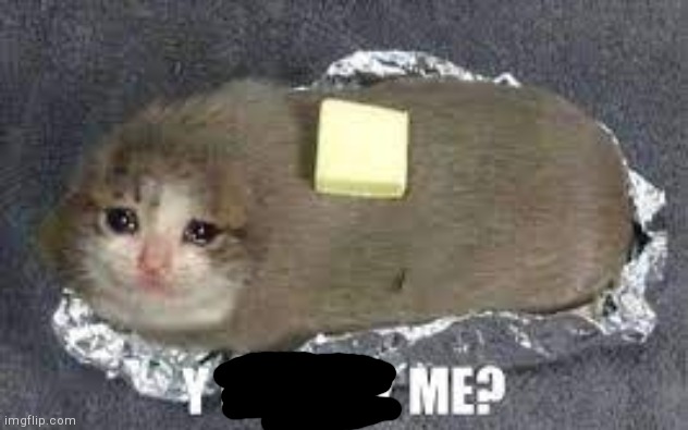 Y U BULLY me crying cat burrito | image tagged in y u bully me crying cat burrito | made w/ Imgflip meme maker