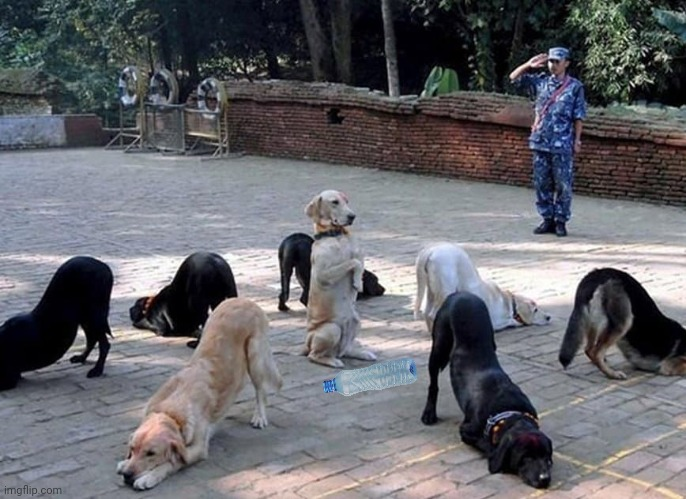 High Quality Dogs in circle bowing away from center  with bottle Blank Meme Template