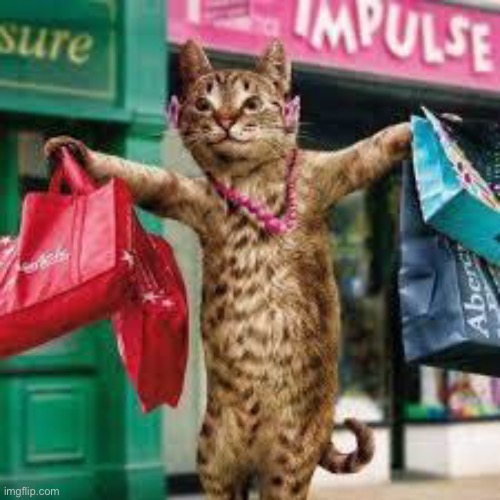 Cat shopping | image tagged in cat shopping | made w/ Imgflip meme maker