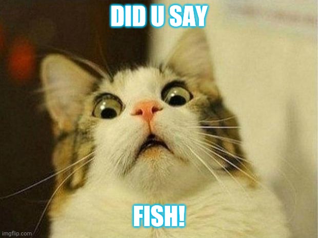 2014 memes go brrr | DID U SAY; FISH! | image tagged in memes,scared cat | made w/ Imgflip meme maker