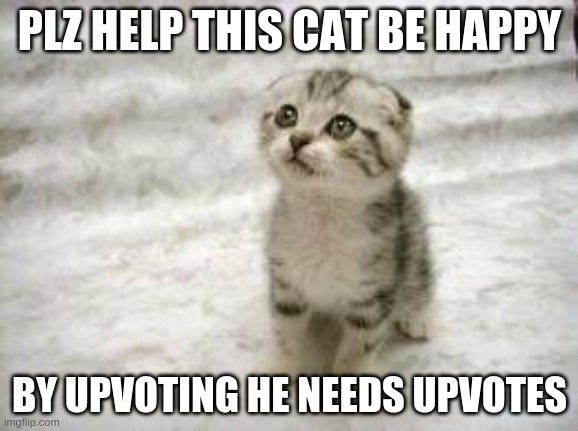 Sad Cat | PLZ HELP THIS CAT BE HAPPY; BY UPVOTING HE NEEDS UPVOTES | image tagged in memes,sad cat | made w/ Imgflip meme maker