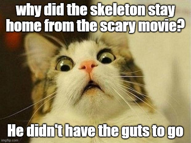 stay home | why did the skeleton stay home from the scary movie? He didn't have the guts to go | image tagged in memes,scared cat | made w/ Imgflip meme maker