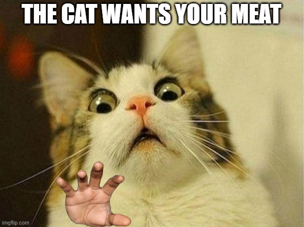 bad cat | THE CAT WANTS YOUR MEAT | image tagged in memes,scared cat,funny as,funny memes | made w/ Imgflip meme maker