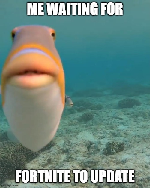 staring fish | ME WAITING FOR; FORTNITE TO UPDATE | image tagged in staring fish | made w/ Imgflip meme maker