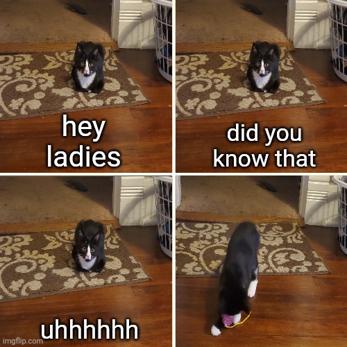 hey ladies tuxie meme | did you know that; hey ladies; uhhhhhh | image tagged in did you know,cats,cat,tuxedo,kitten | made w/ Imgflip meme maker