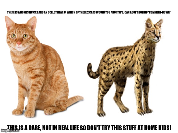 THERE IS A DOMESTIC CAT AND AN OCELOT NEAR U. WHICH OF THESE 2 CATS WOULD YOU ADOPT (PS: CAN ADOPT BOTH)? *COMMENT-DOWN*; THIS IS A DARE, NOT IN REAL LIFE SO DON'T TRY THIS STUFF AT HOME KIDS! | image tagged in memes,smudge the cat,trick or treat | made w/ Imgflip meme maker