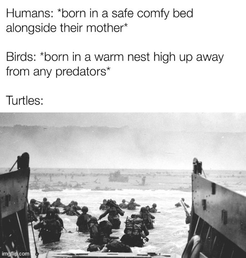 D-day | image tagged in turtle,turtles,d-day | made w/ Imgflip meme maker
