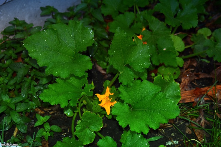 a zucchini plant | made w/ Imgflip meme maker