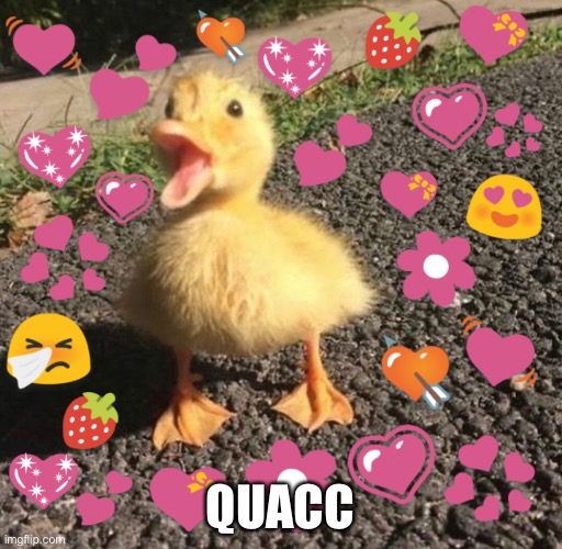wholesome quacc | QUACC | image tagged in wholesome quacc | made w/ Imgflip meme maker