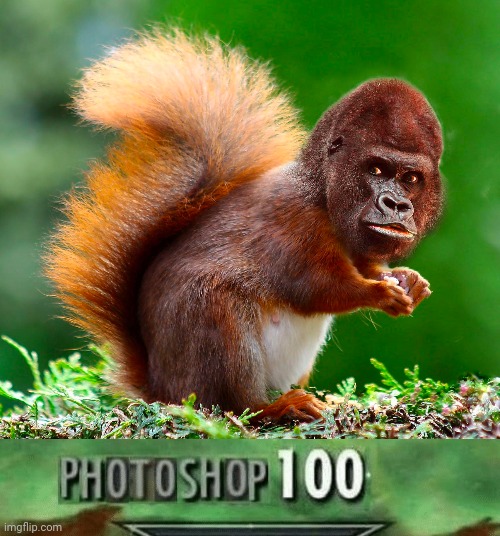 Squirilla: Squirrel Gorilla photoshop | image tagged in photoshop 100,funny,memes,squirrel,gorilla,photoshop | made w/ Imgflip meme maker