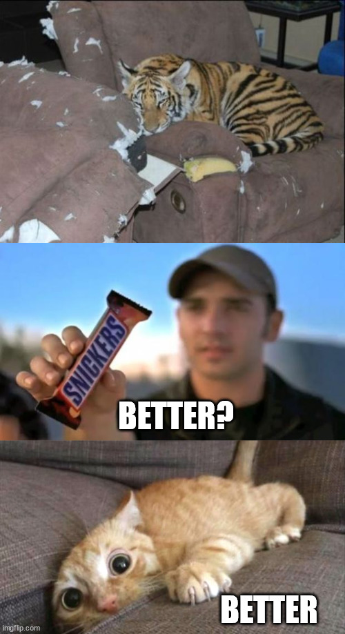 BETTER? BETTER | image tagged in snickers,cat couch,cats | made w/ Imgflip meme maker